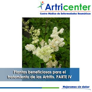 Artricenter: Plantas beneficiosas para el tratamiento de las Artritis. PARTE IV.