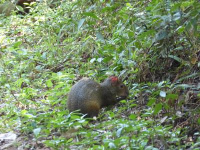 Cataratas del Iguazú: Argentina