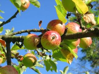 SE VEN MANZANAS...