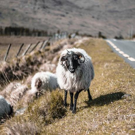 sheep-ring-of-kerry ▷ El último itinerario de viaje por carretera de dos semanas en Irlanda