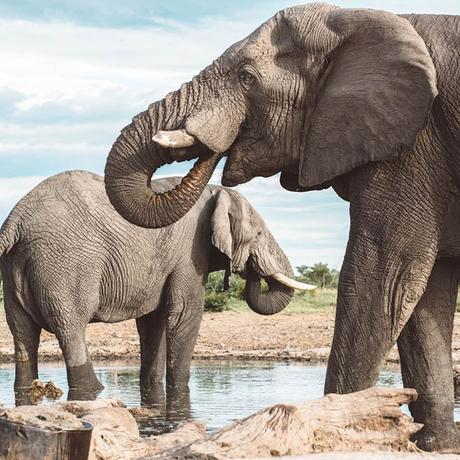 elephants-sable-alley-botswana ▷ El mejor momento para viajar a Botsuana