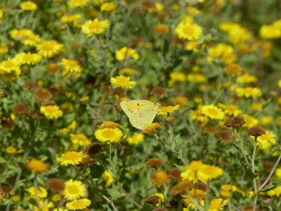 Plantas que atraen mariposas