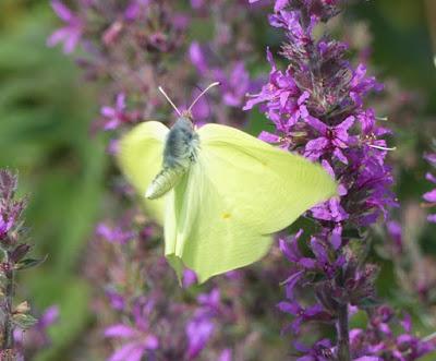 Plantas que atraen mariposas