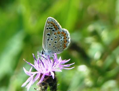 Plantas que atraen mariposas