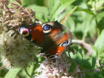 Plantas que atraen mariposas