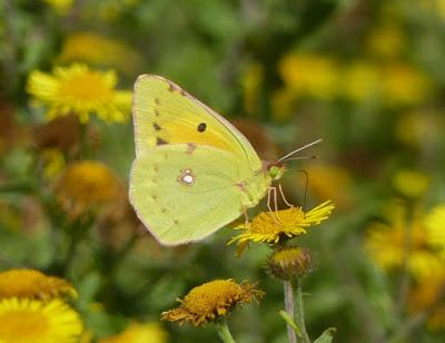 Plantas que atraen mariposas