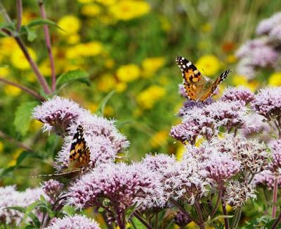 Plantas que atraen mariposas