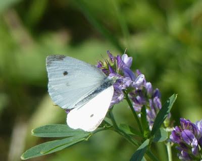 Plantas que atraen mariposas