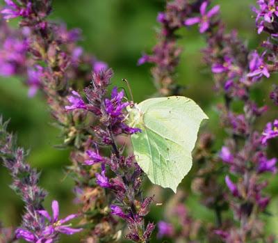 Plantas que atraen mariposas