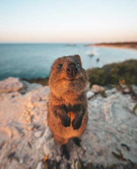 Las 12 fotos más graciosas de animales del: 2019 Comedy Wildlife Photography Awards.