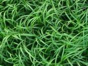 Vincenzo Natali vuelve fuerza HIERBA ALTA