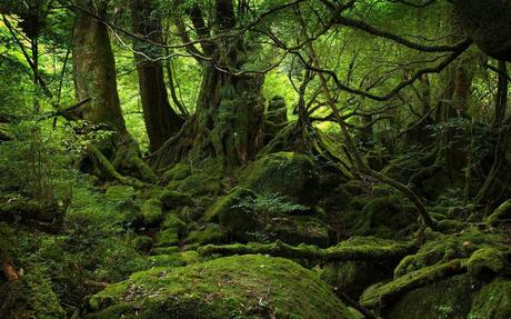Mantener un bosque es más rentable que tumbarlo: tres experiencias inspiradoras rOMXX5-23H9KgDh88r-QmVXIG_WIbZjInsjaoCkfuHM.jpg