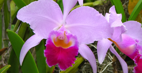 Mantener un bosque es más rentable que tumbarlo: tres experiencias inspiradoras orquideas-Colombia.png