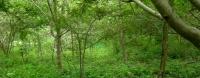 Mantener un bosque es más rentable que tumbarlo: tres experiencias inspiradoras Mantener un bosque es más rentable que tumbarlo: tres experiencias inspiradoras