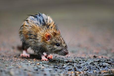 Rentokil Initial da 10 consejos para protegerse de las ratas en época de lluvias