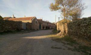 Un árbol que crece fuerte en mi jardín