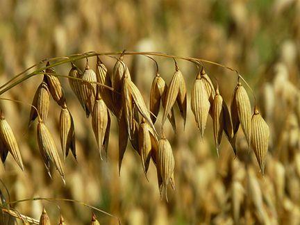 Kölln lanza las almohadillas de avena más crujientes del mercado Kölln lanza las almohadillas de avena más crujientes del mercado