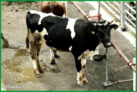 Mercado Nacional de Ganados de Torrelevega 18 septiembre: repunte del precio de las vacas de leche