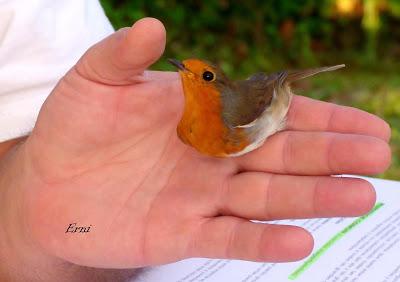 FESTIVAL DE LA MIGRACIÓN DE LAS AVES