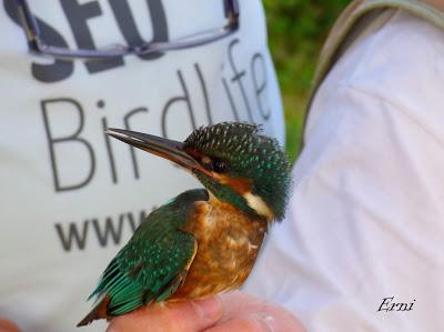 FESTIVAL DE LA MIGRACIÓN DE LAS AVES