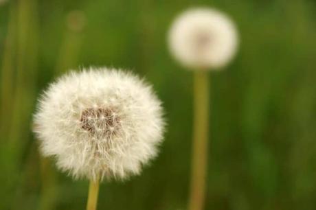 Dandelión el Cripto Protocolo Inspirado en la Naturaleza