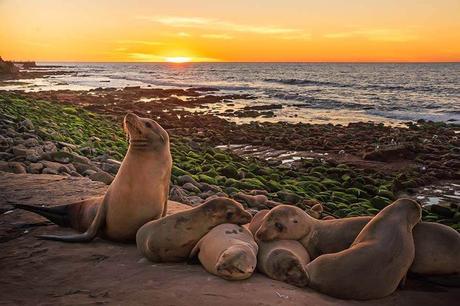 Seals-in-La-Jolla-Califronia.jpg.optimal ▷ Ideas de itinerario de San Diego de 1 a 3 días (+ mapas y consejos)