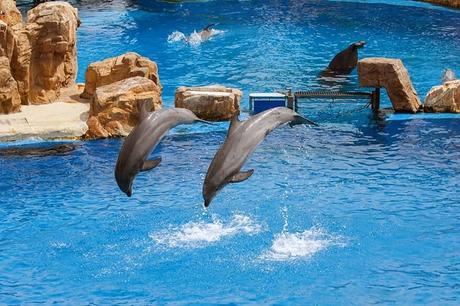 Dolphins-at-SeaWorld-San-Diego-in-California.jpg.optimal ▷ Ideas de itinerario de San Diego de 1 a 3 días (+ mapas y consejos)