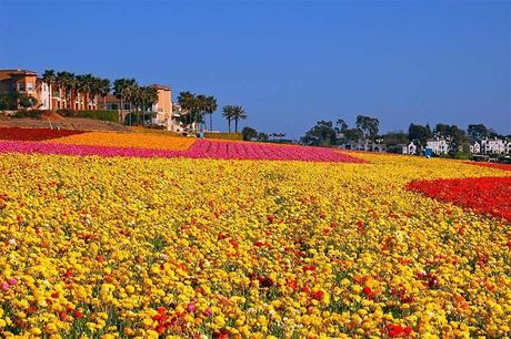 Carlsbad-flower-fields-in-California.jpg.optimal ▷ Ideas de itinerario de San Diego de 1 a 3 días (+ mapas y consejos)