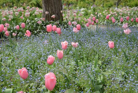 Primavera en Giverny: los jardines de Monet y la más maravillosa explosión de flores y colores