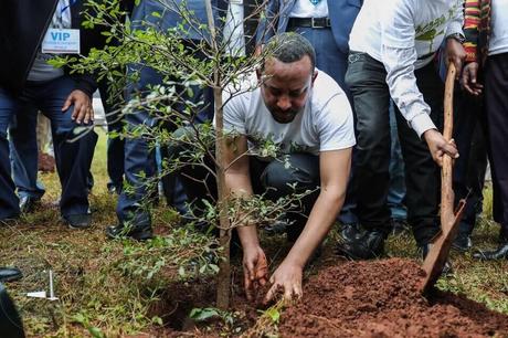 Etiopía: plantan 350 millones de árboles en 12 horas