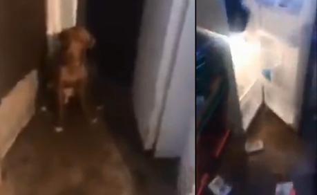 Mujer abastecía su refrigerador con perros muertos para venderlos como carne enchilada en Puebla (VIDEO