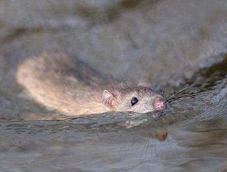 La lluvia y las ratas