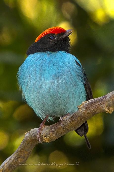 Bailarín azul (Swallow-tailed Manakin) Chiroxiphia caudata Bailarín azul (Swallow-tailed Manakin) Chiroxiphia caudata