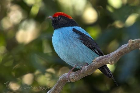 Bailarín azul (Swallow-tailed Manakin) Chiroxiphia caudata Bailarín azul (Swallow-tailed Manakin) Chiroxiphia caudata