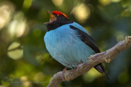 Bailarín azul (Swallow-tailed Manakin) Chiroxiphia caudata Bailarín azul (Swallow-tailed Manakin) Chiroxiphia caudata