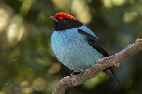 Bailarín azul (Swallow-tailed Manakin) Chiroxiphia caudata Bailarín azul (Swallow-tailed Manakin) Chiroxiphia caudata