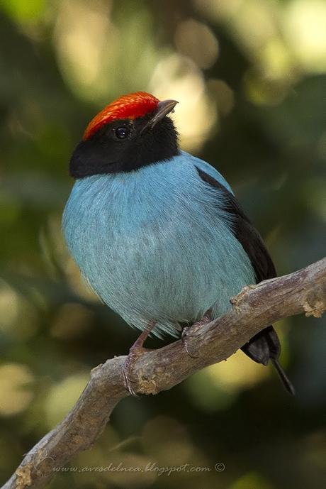 Bailarín azul (Swallow-tailed Manakin) Chiroxiphia caudata