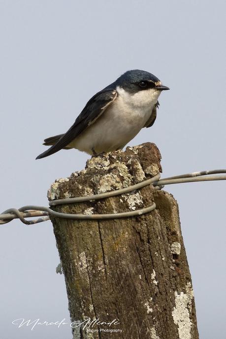 Golondrina ceja blanca (White-rumped Swallow) Tachycineta leucorrhoa