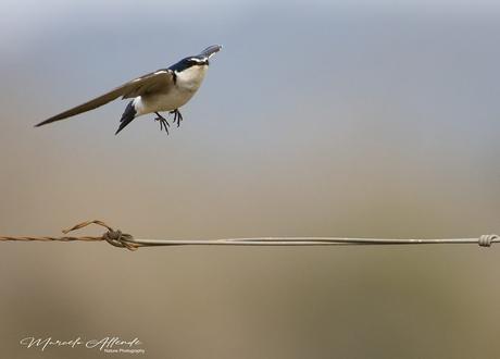 Golondrina ceja blanca (White-rumped Swallow) Tachycineta leucorrhoa
