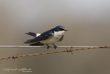 Golondrina ceja blanca (White-rumped Swallow) Tachycineta leucorrhoa