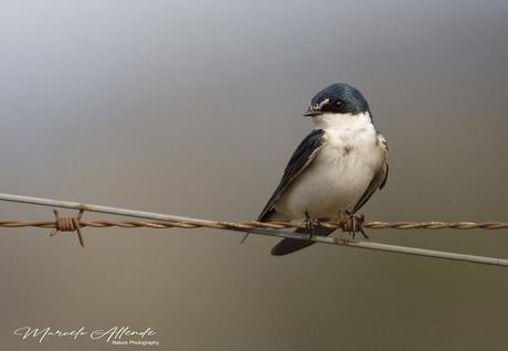 Golondrina ceja blanca (White-rumped Swallow) Tachycineta leucorrhoa