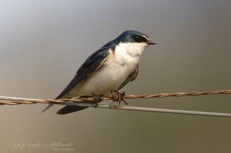 Golondrina ceja blanca (White-rumped Swallow) Tachycineta leucorrhoa