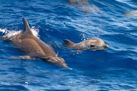 Islas Canarias. La Palma, Isla Bonita Islas Canarias. La Palma, Isla Bonita