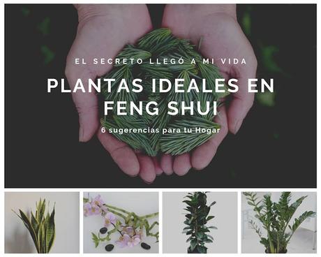 🎋6 Plantas ideales para Feng Shui 🎋