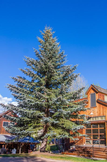 Anderson-Art-Gallery-Ranch-Snowmass ▷ Comenta sobre Una visita a Snowmass, Colorado por WINTER VACATIONS | El | Holturkey