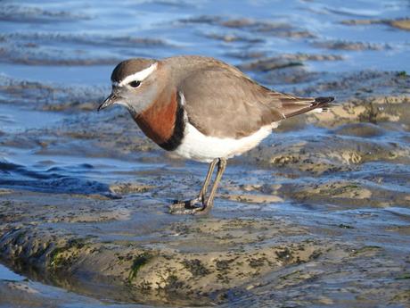 Chorlito pecho canela (Charadrius modestus) Chorlito pecho canela (Charadrius modestus)