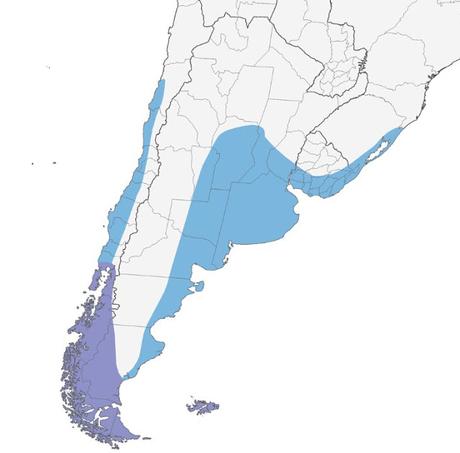 Chorlito pecho canela (Charadrius modestus) Chorlito pecho canela (Charadrius modestus)