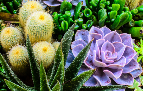Resultado de imagen para cactus y suculentas