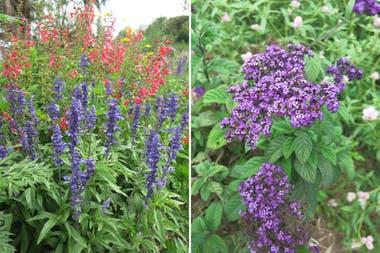 Izq.: Salvia farinacea y Salvia coccinea. Der.: Heliotropium arborescens