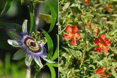 Izq.: Passiflora caerulea. Der.: Pavonia missionum